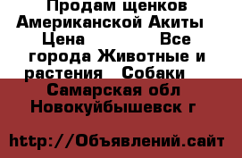 Продам щенков Американской Акиты › Цена ­ 25 000 - Все города Животные и растения » Собаки   . Самарская обл.,Новокуйбышевск г.